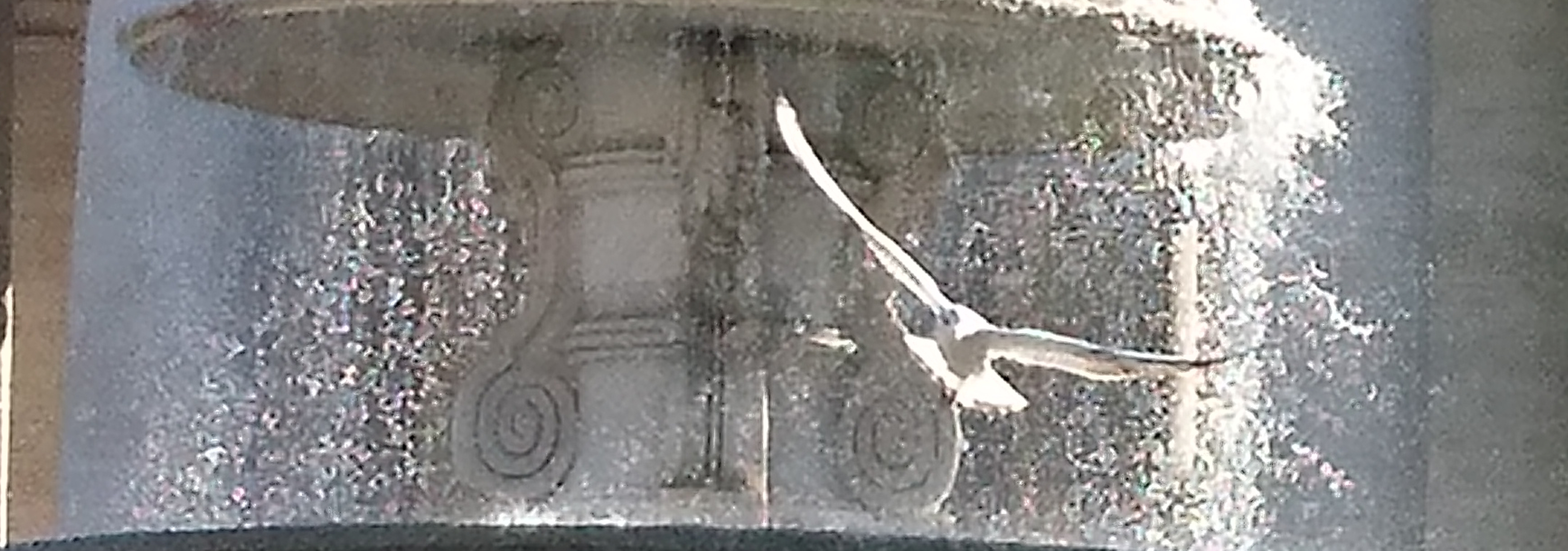 Taube fliegt vor Brunnen
