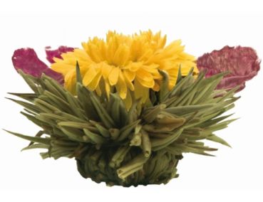 weiße Teeblüte "Goldkönigin"