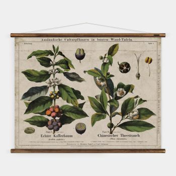 historische Lehrtafel Kaffee und Tee
