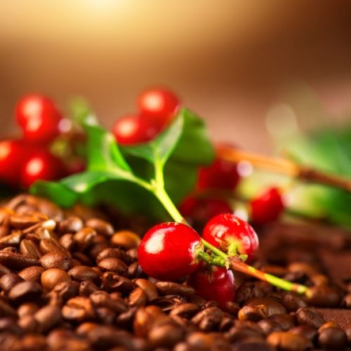 Arabica Geschenkset