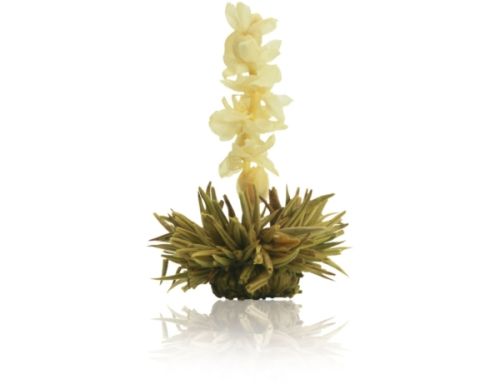 weiße Teeblüte "weisse Affäre"