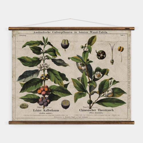 historische Lehrtafel Kaffee und Tee