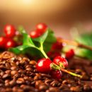 Arabica Geschenkset