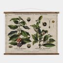 historische Lehrtafel Kaffee und Tee